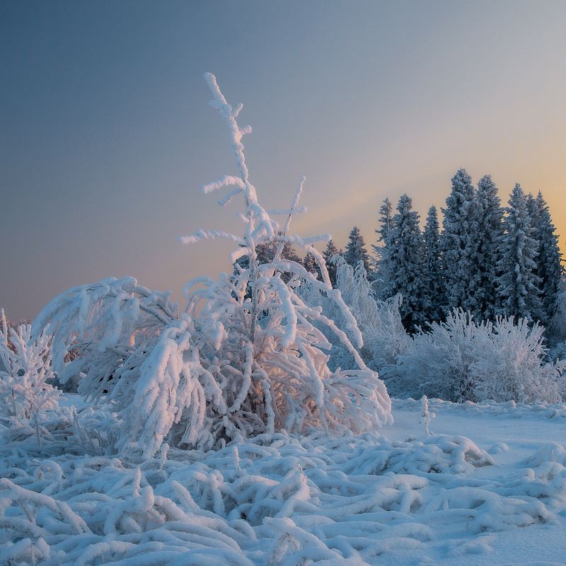 вечер, зима, снег, ель, елка, иней, изморозь, поле, лес, декабрь, холодно, красота, пух, закат, солнце. небо, Зимний вечер фото превью