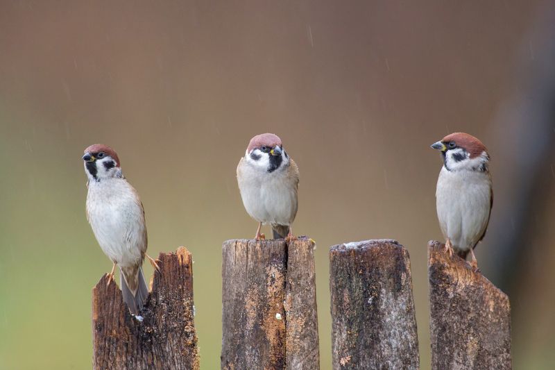 Three Musketeers фото превью