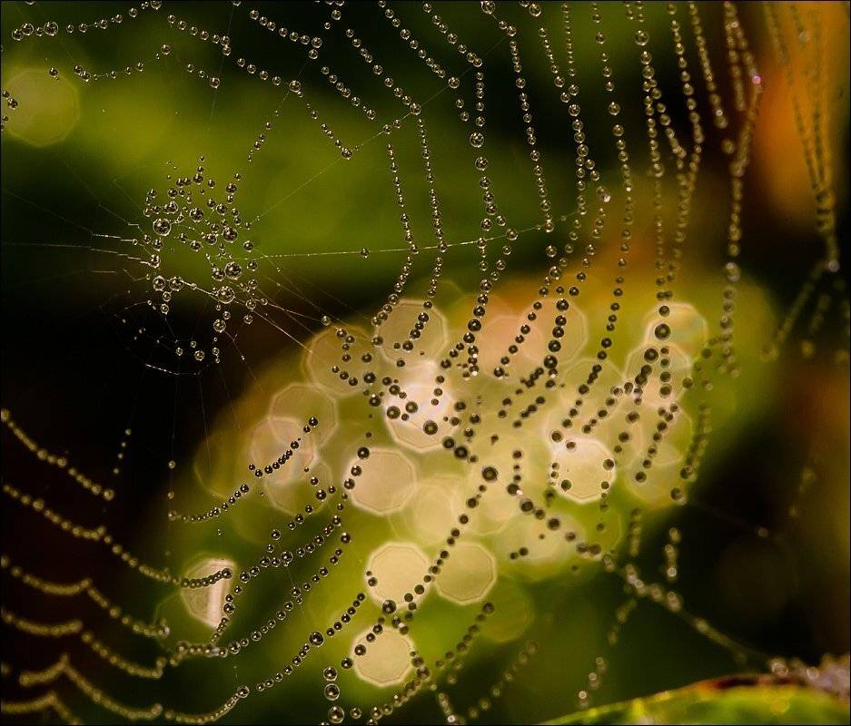 , Бурлов Андрей