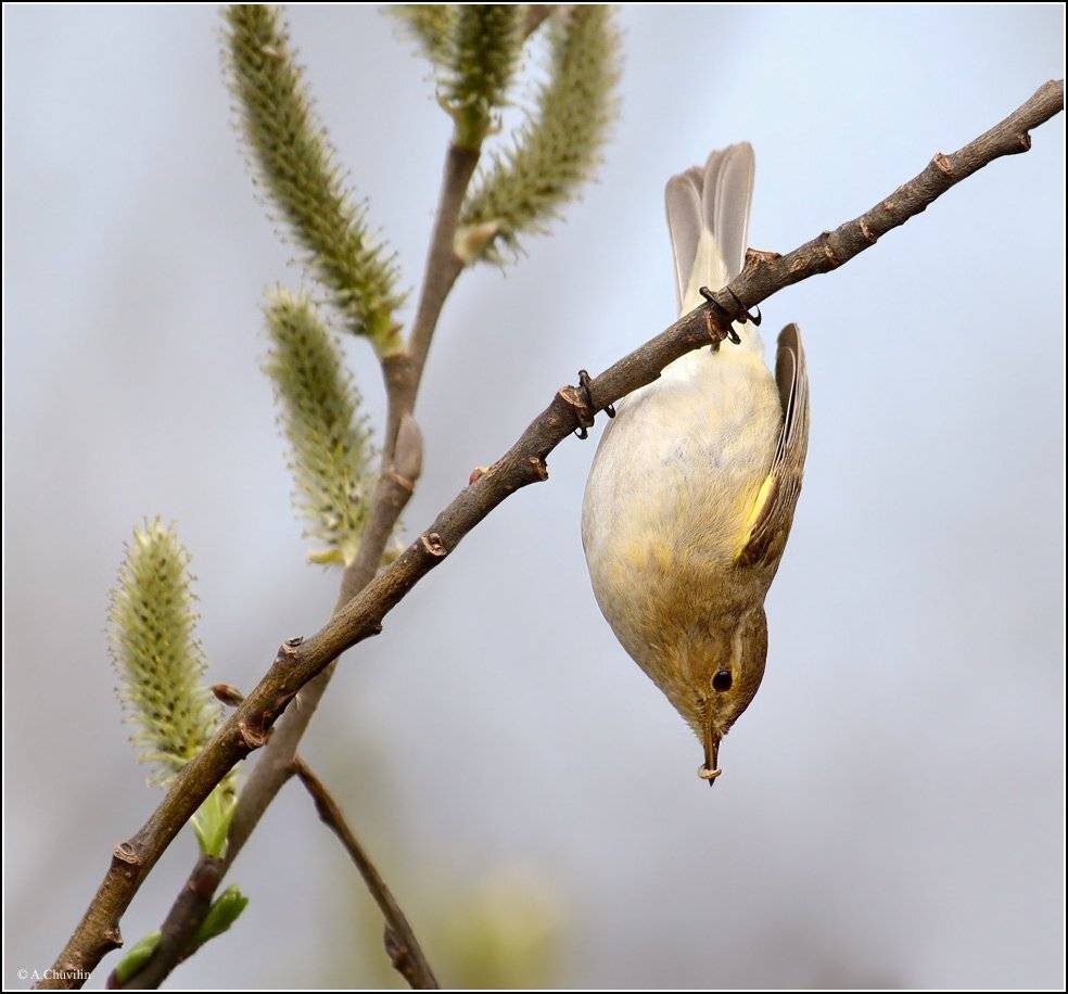 пеночка,червячёк,переворот,пасмурно,вертляво,апрель, Александр Чувилин