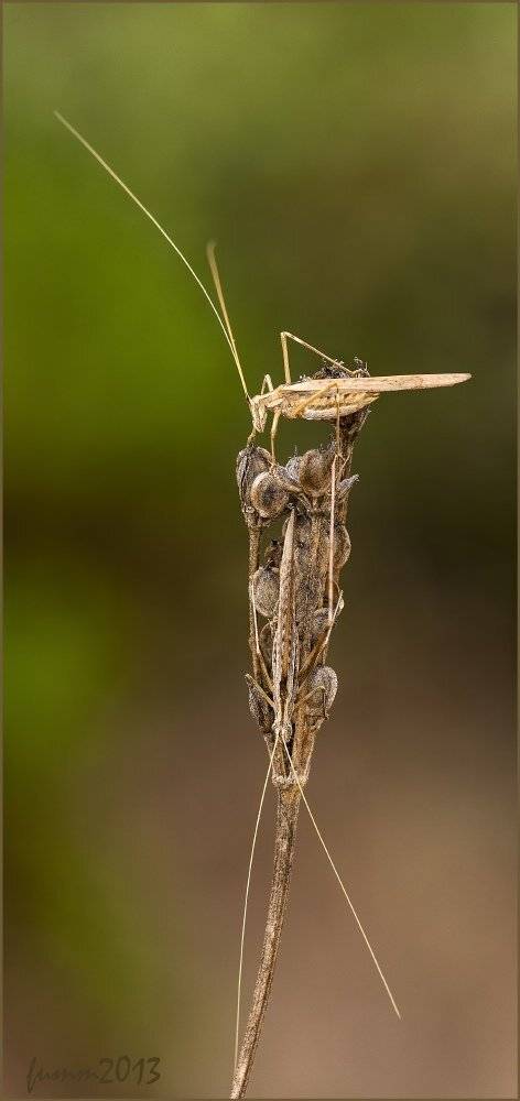 , Игорь ФУММ