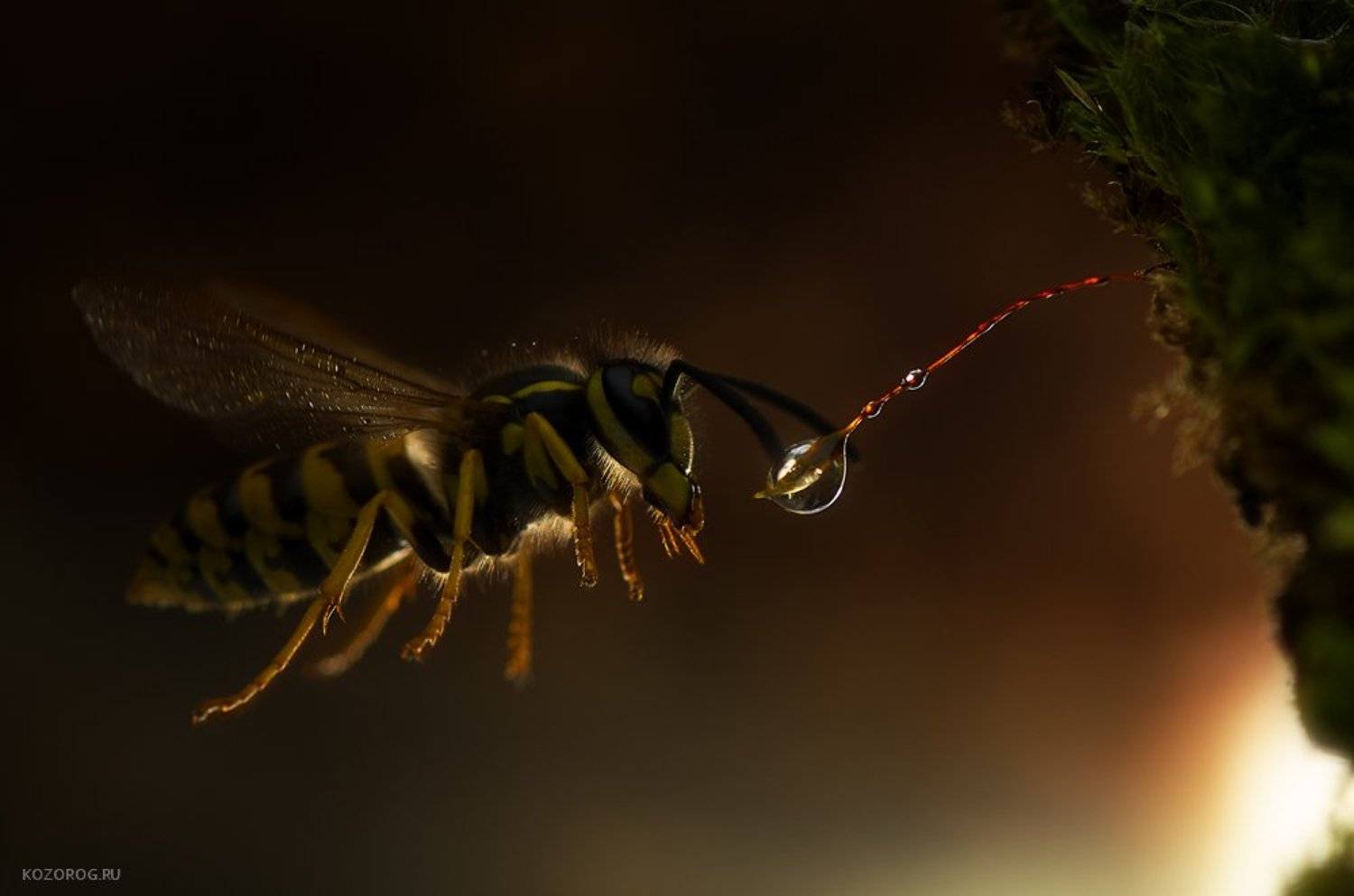 , Ирина Козорог