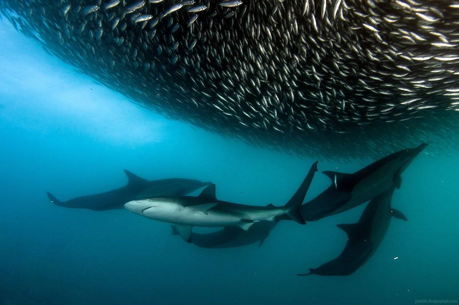 , Александр Сафонов