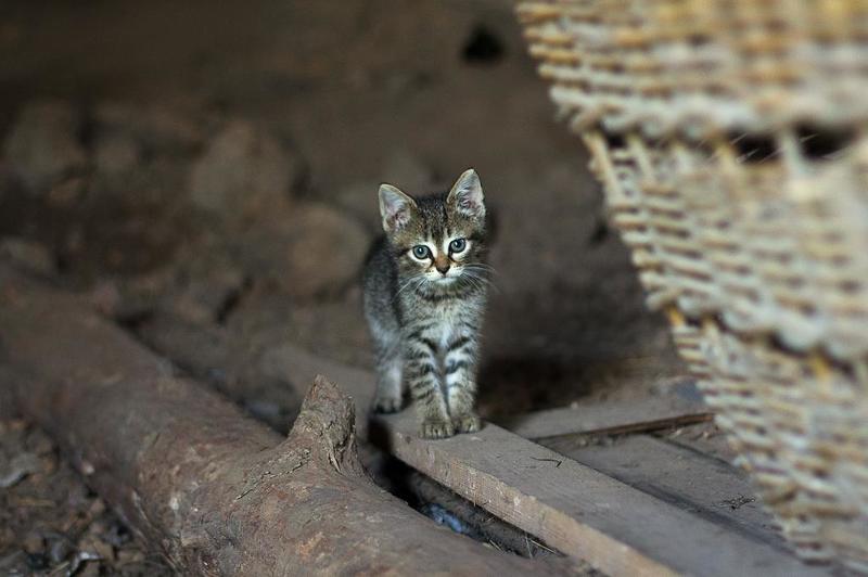 ребята с нашего двора фото превью