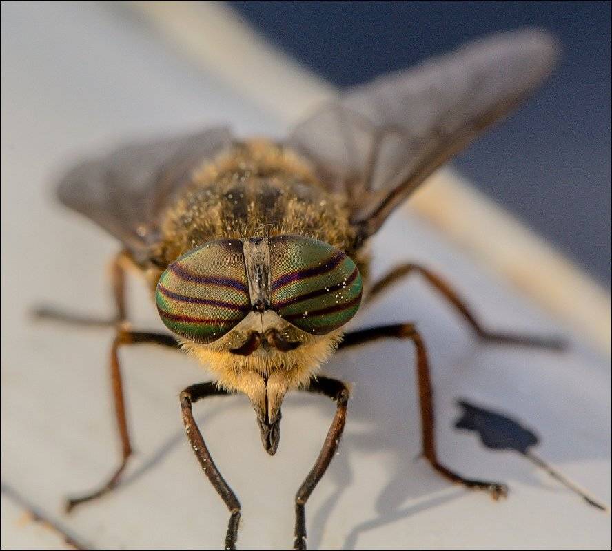 , Бурлов Андрей