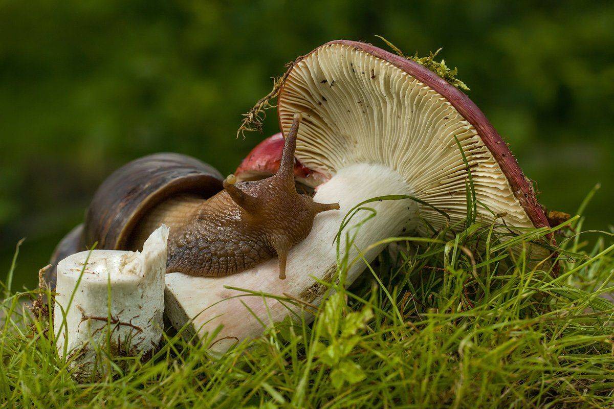 , Аркадий Белов