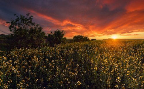 Вечерняя РАПСодия