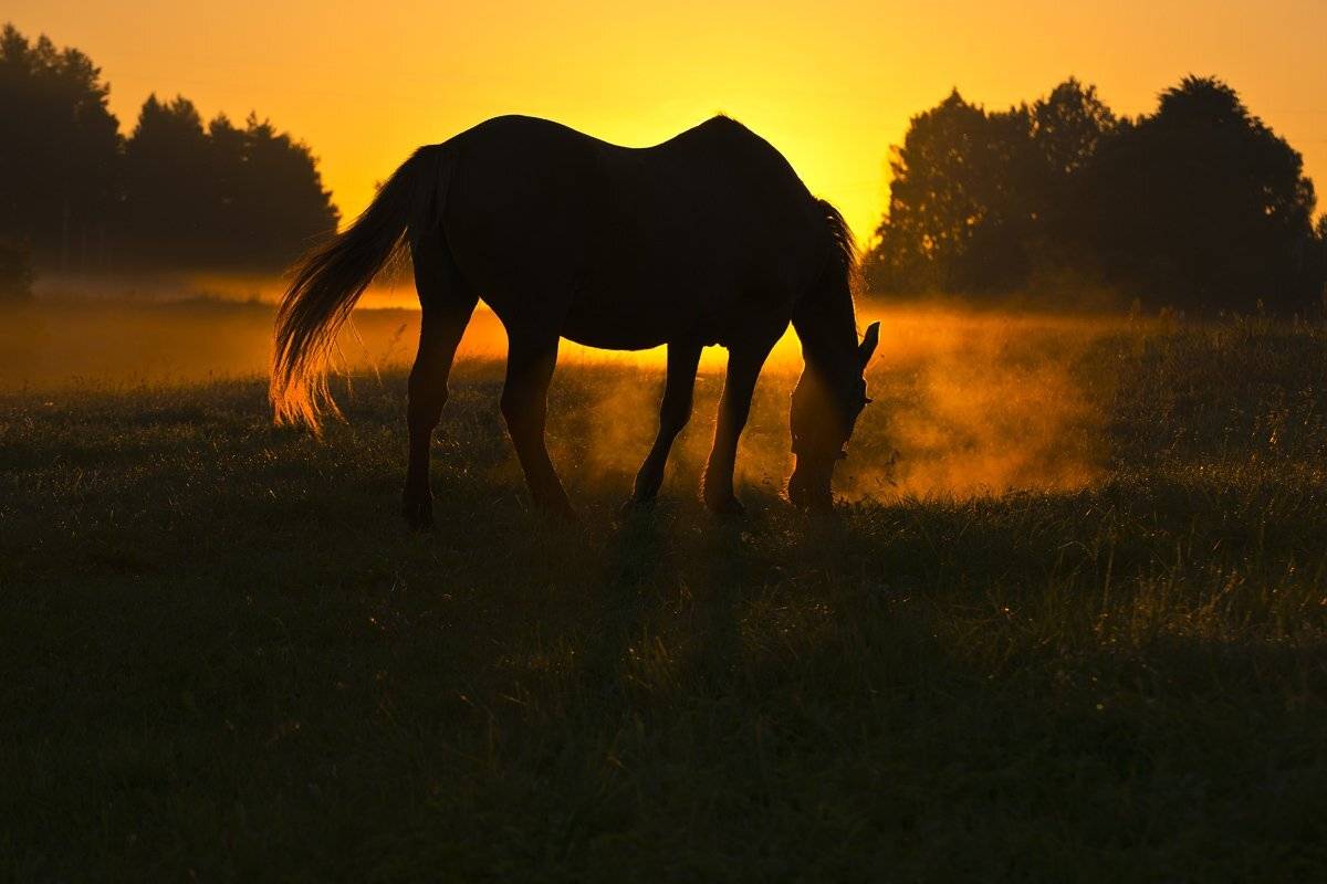 , Rimantas Bikulcius