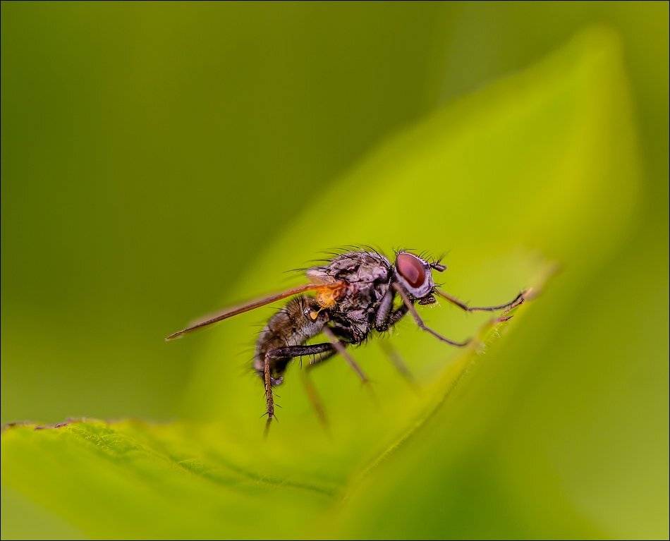 , Бурлов Андрей