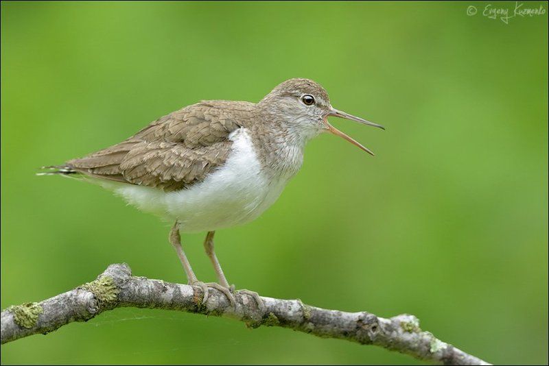 Перевозчик на присаде фото превью