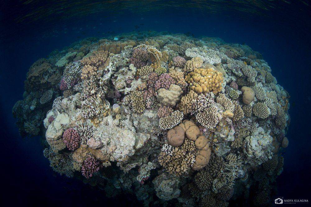 Color, Colorful, Coral, Egypt, Head, Red Sea, Underwater, Глубоко, Египет, Коралл, Красное море, Море, Подводная съемка, Подводное фото, Цвет, Шишка, Nadya Kulagina