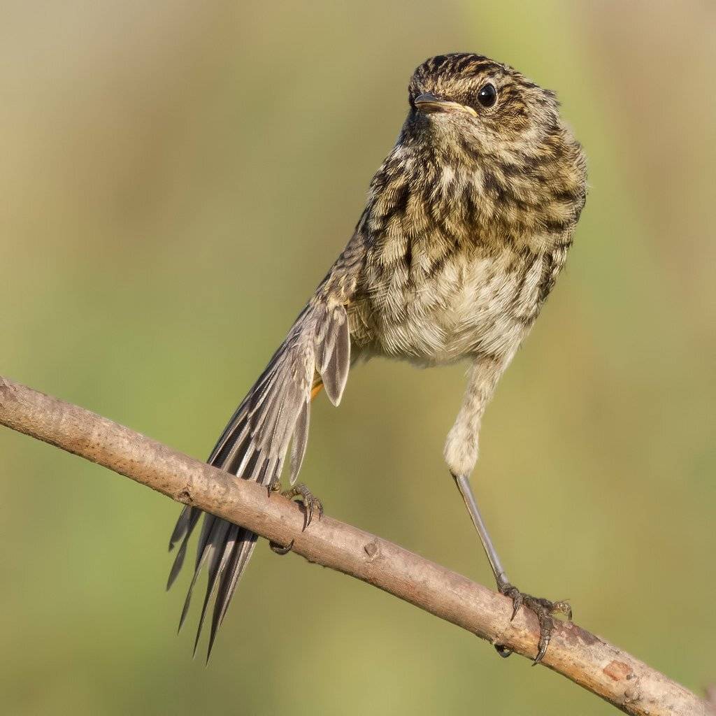 , Ляпустин Юра