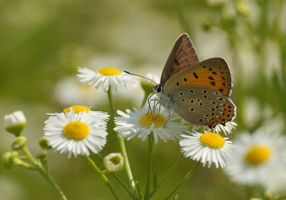 , Чепленко Алексей