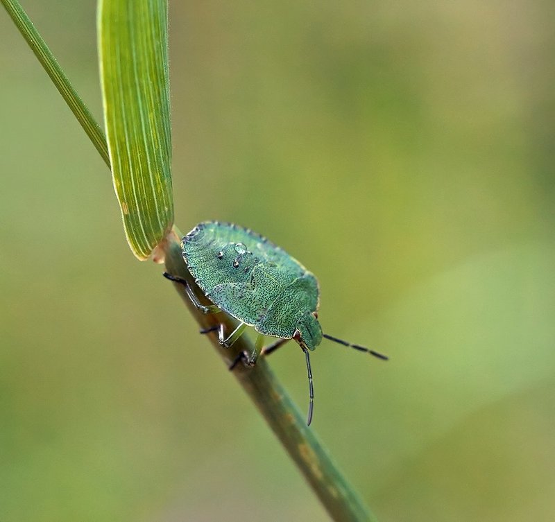 Водовоз фото превью