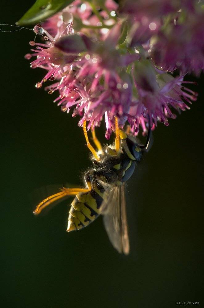 , Ирина Козорог