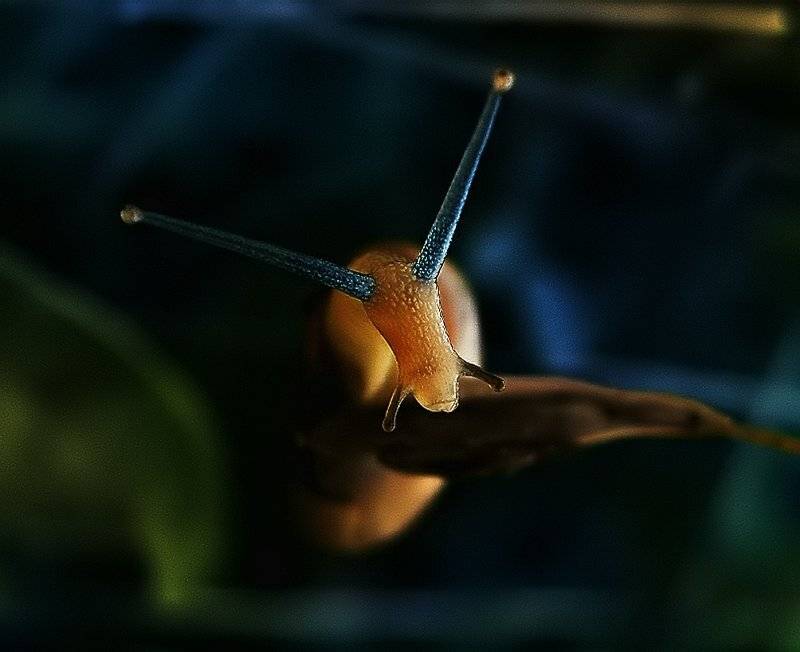 wake,macro,sony,snail, Эмеральд Ваке &copy;