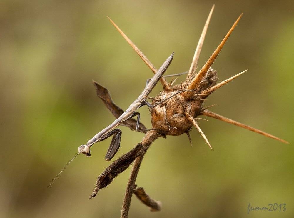 , Игорь ФУММ