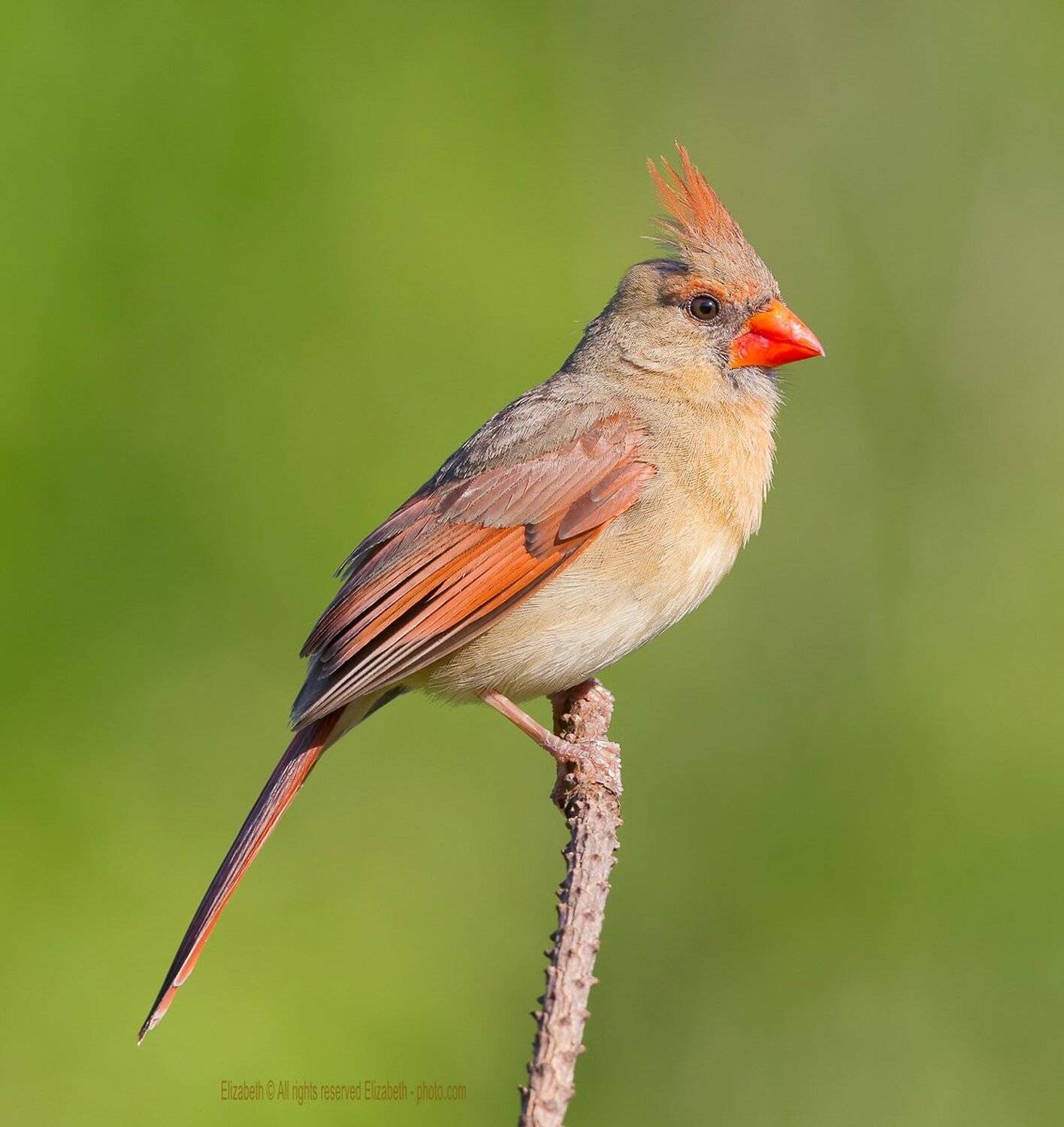 красный кардинал, northern cardinal, cardinal,кардинал, Elizabeth Etkind