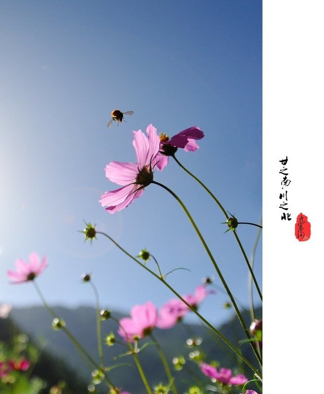 Lotus фото превью