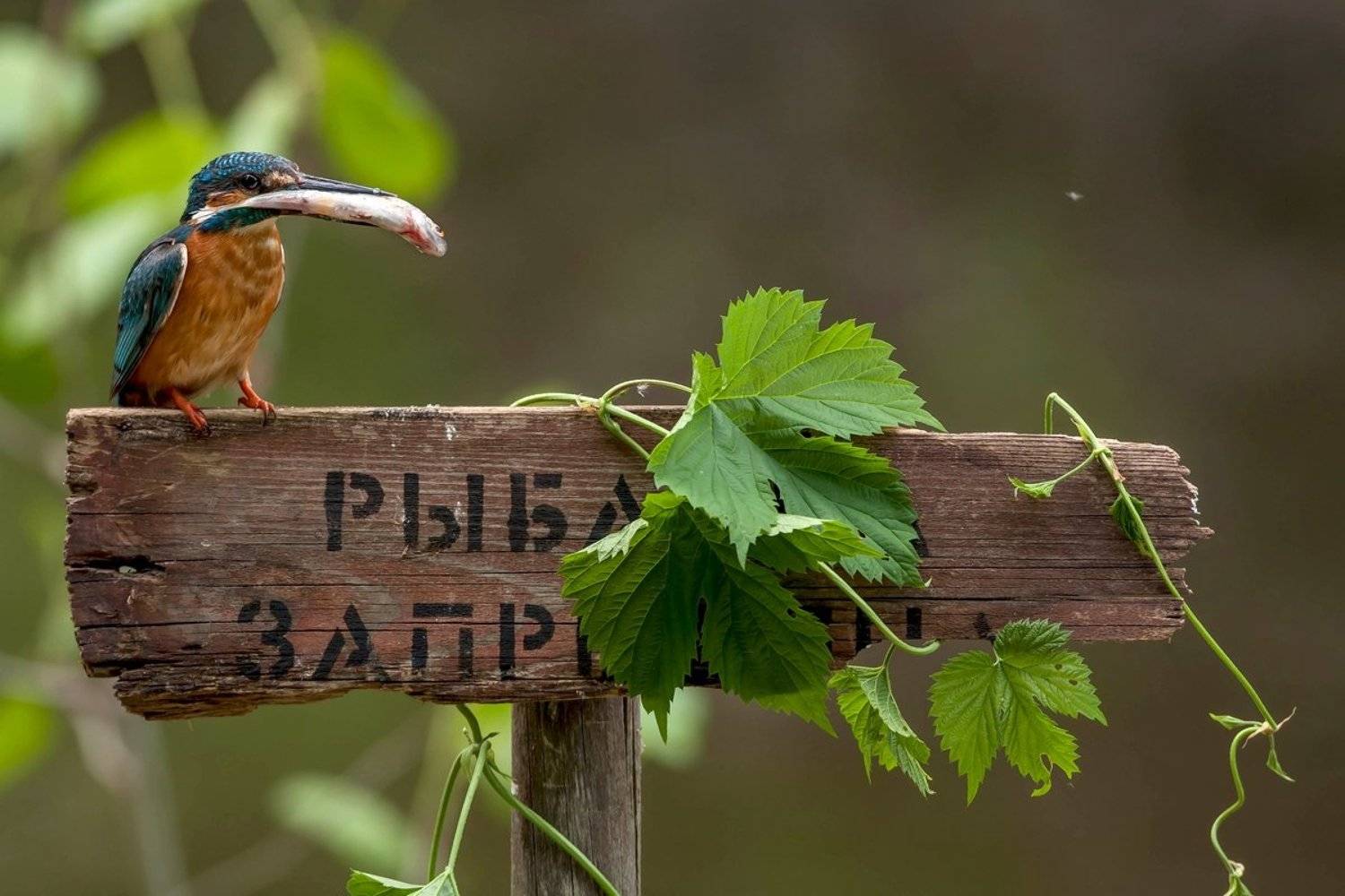 зимородок, Зимородок с добычей, Зимородок с рыбкой, На табличке, рыбалка запрещена, Саров, Фотограф, Фотоохота, Александр Чибиркин