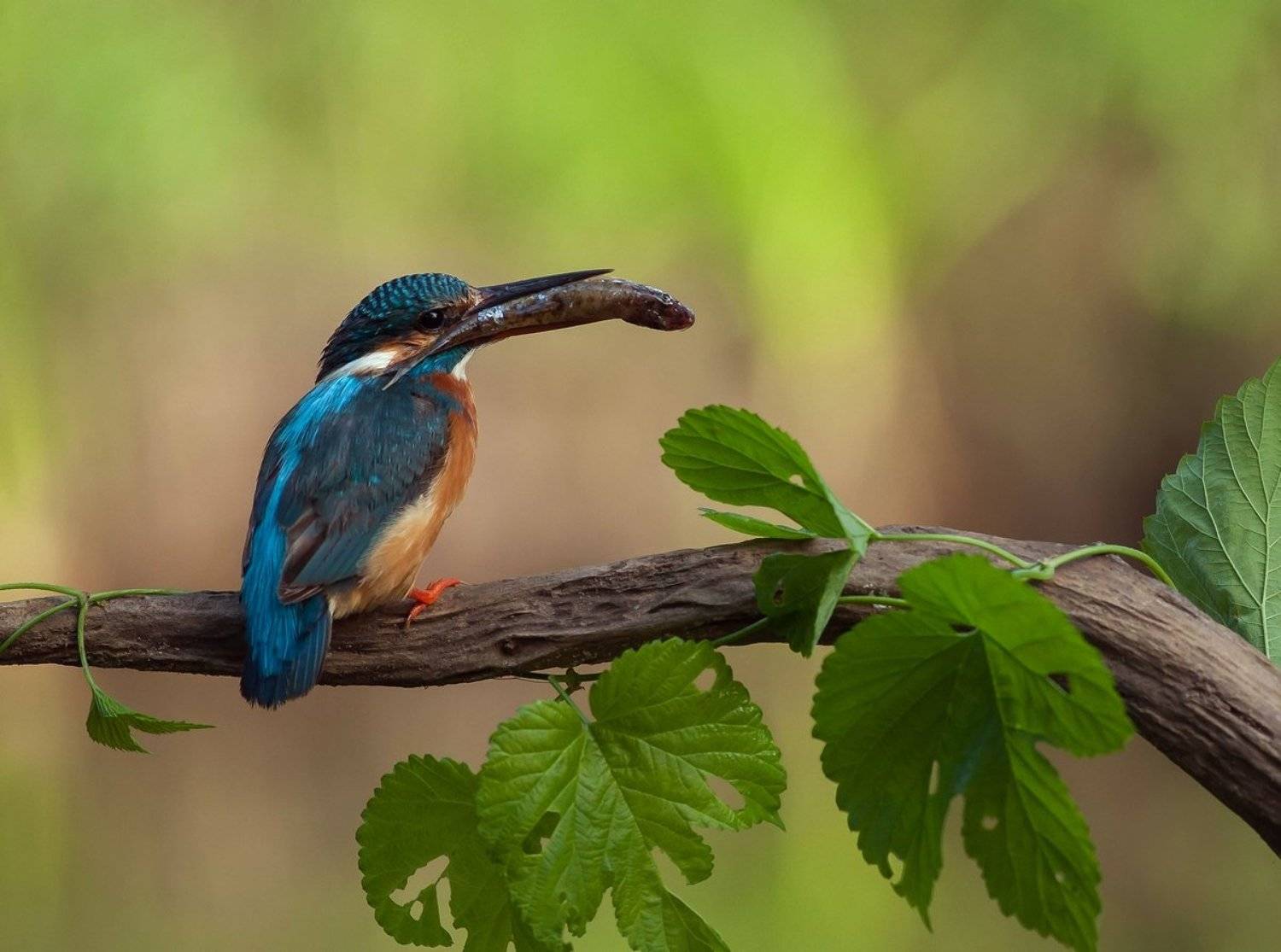 , Александр Чибиркин
