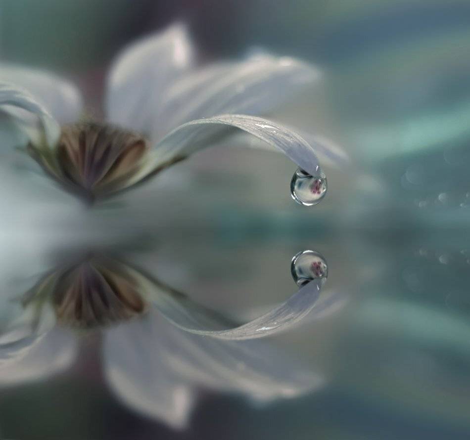 Reflection,reflections, macro, f, Juliana Nan