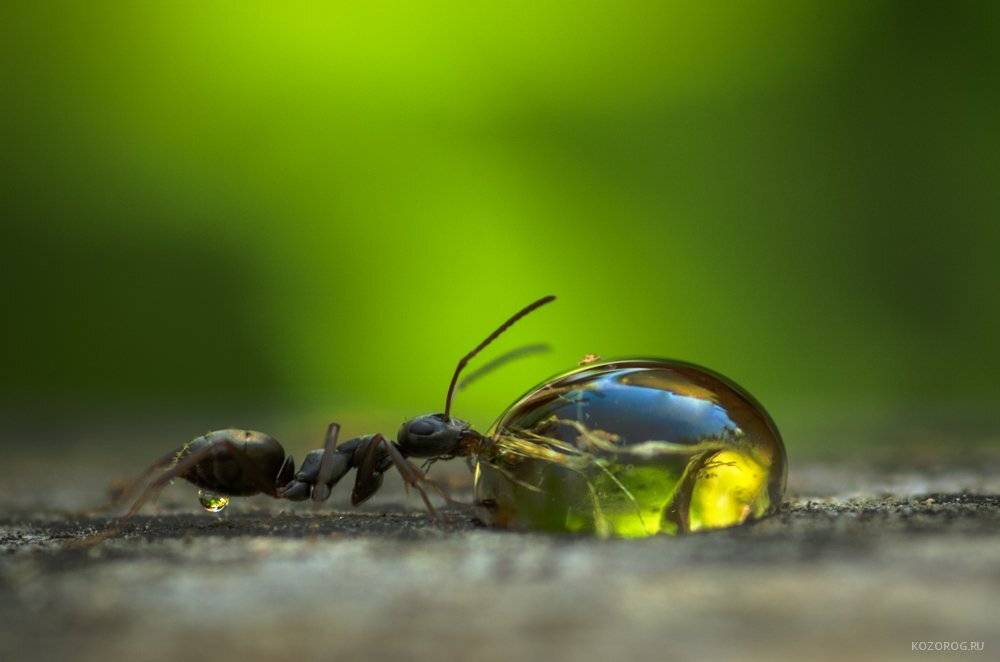 , Ирина Козорог