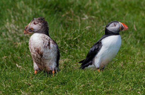 Puffins