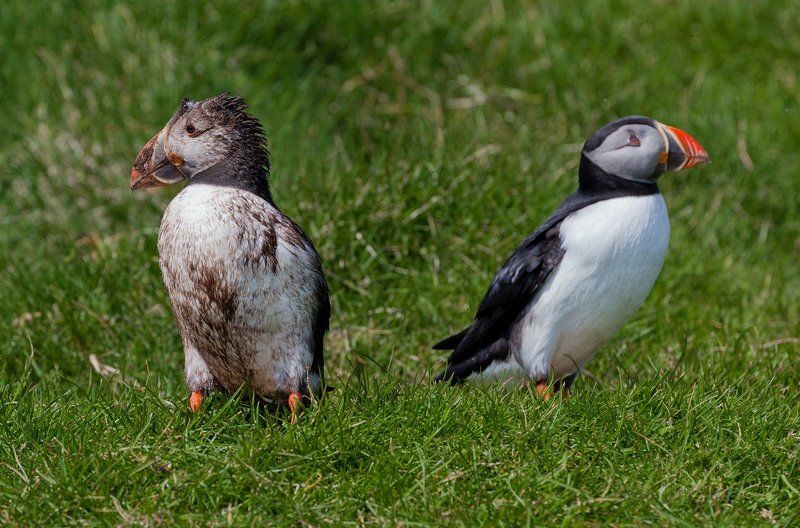 atlantic, f?royar, faroe islands, mykines, puffin, мичинес, тупик, фарерские острова Puffins фото превью