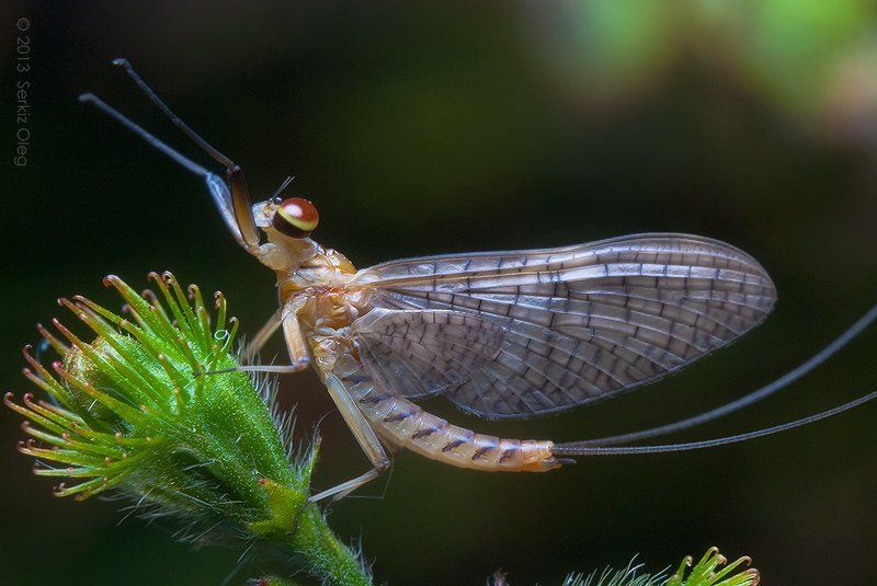 Mayfly (Ephemeroptera) фото превью