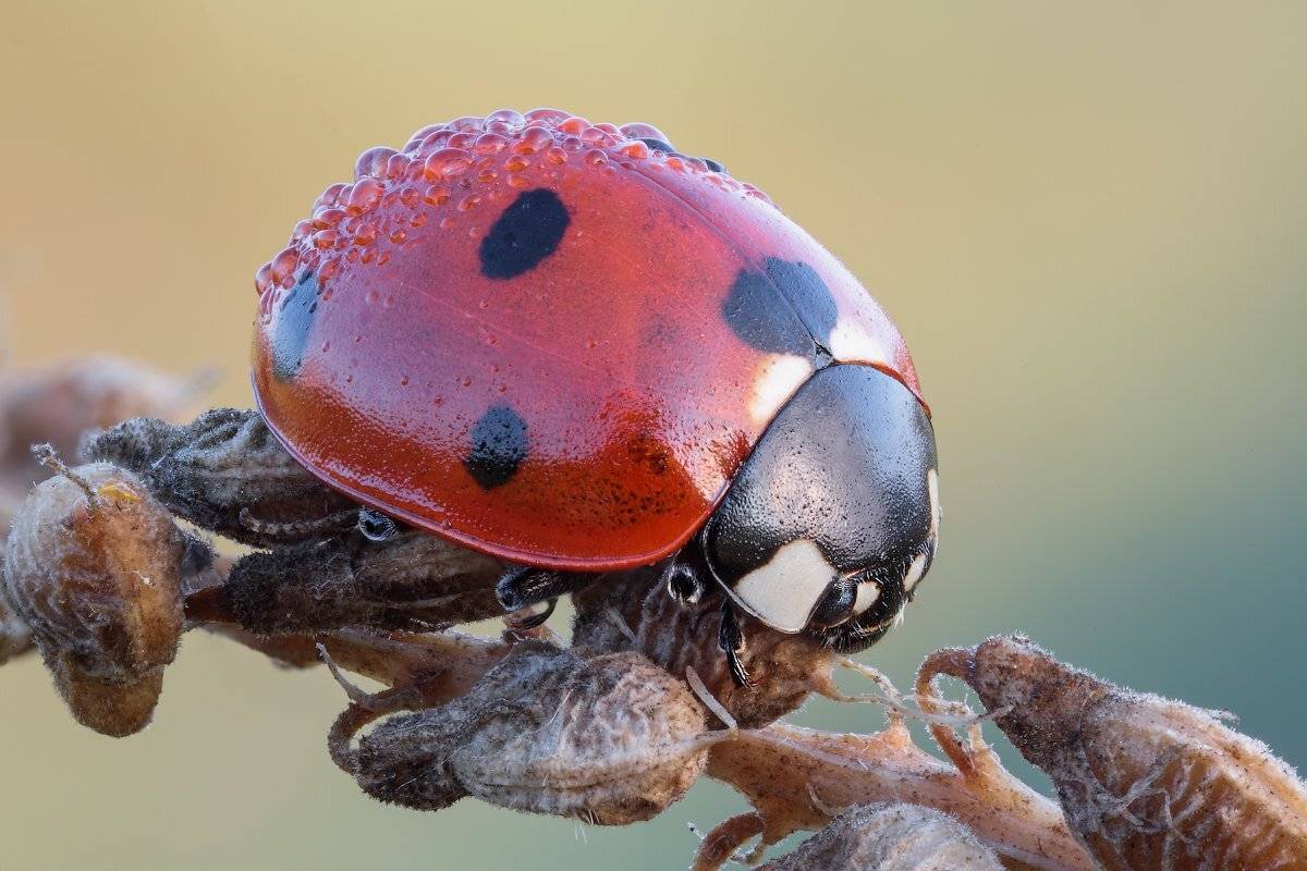 , Вадим Ходаковский