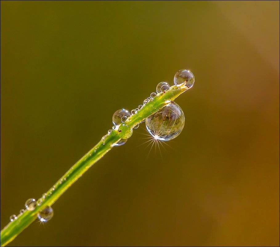, Бурлов Андрей