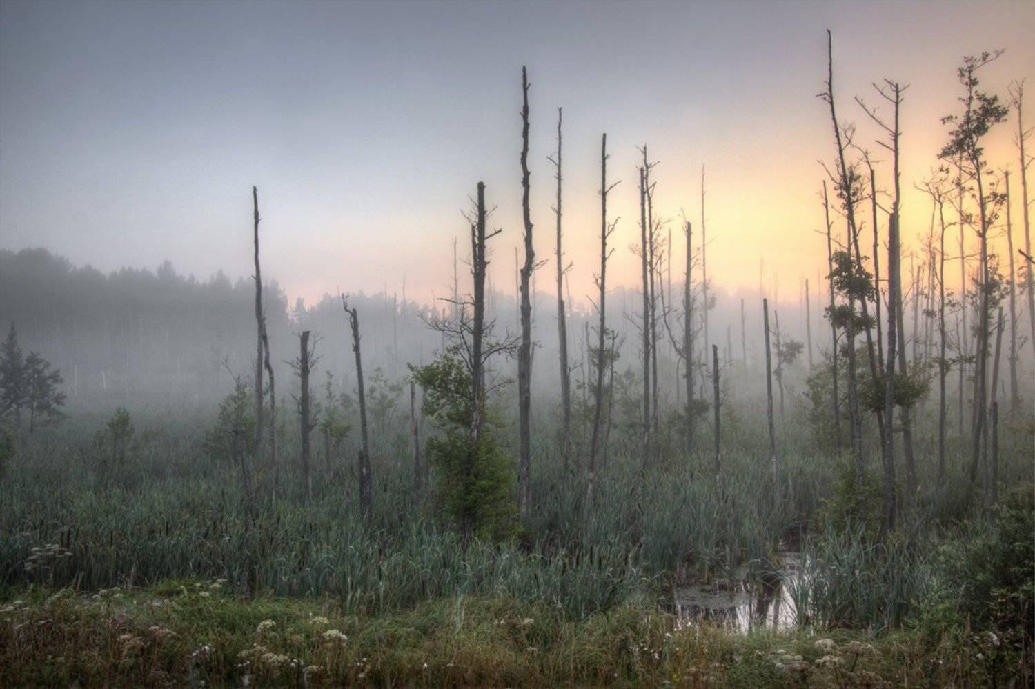 , Marius Gailiu&scaron;is