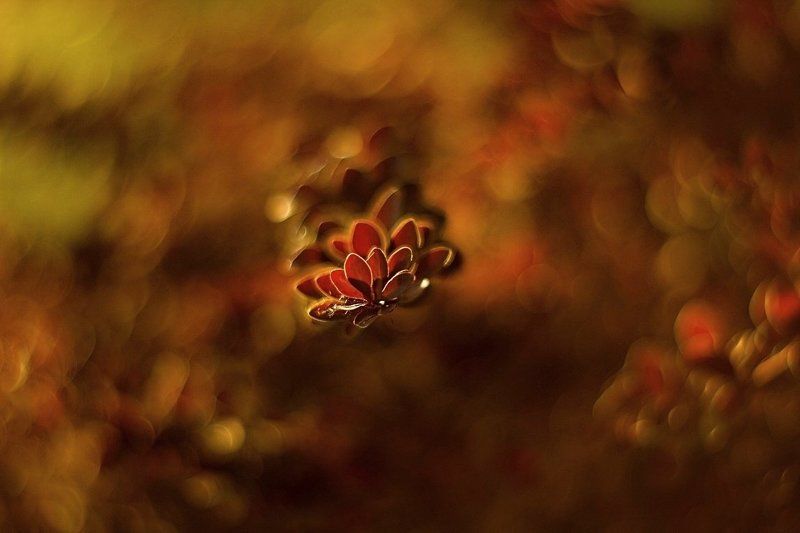 Crazy colors фото превью