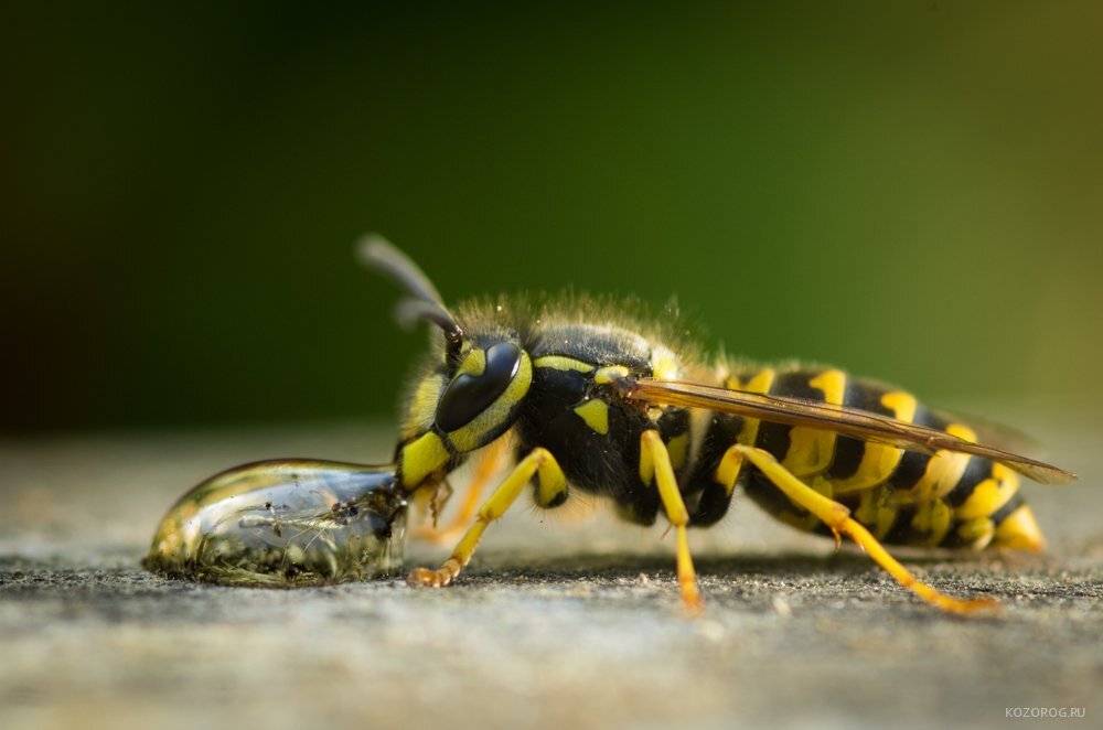 , Ирина Козорог