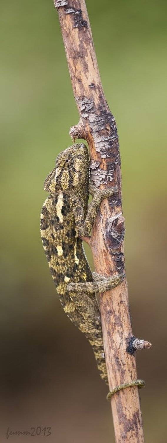 , Игорь ФУММ