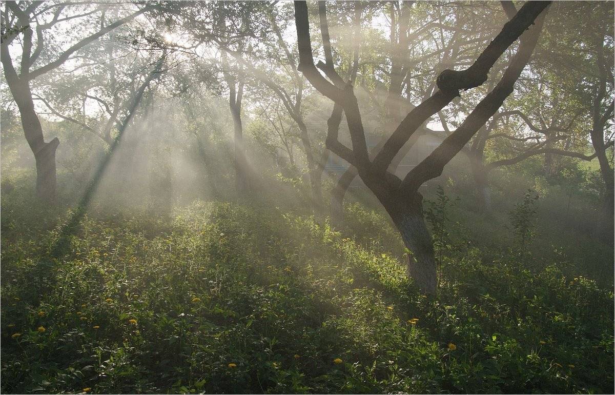 , Николай Шахманцир