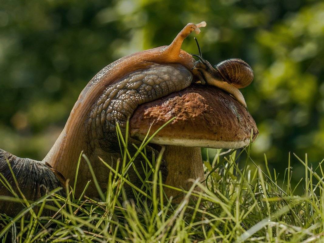 , Аркадий Белов