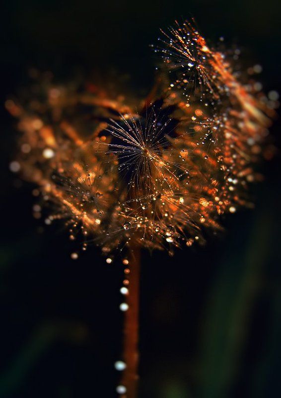 wake,macro,sony,dandelion,close,water Martian Dust фото превью