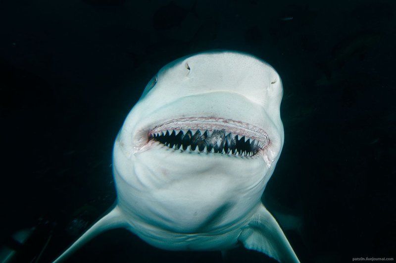 Акула, Улыбка, Фиджи avatar фото превью