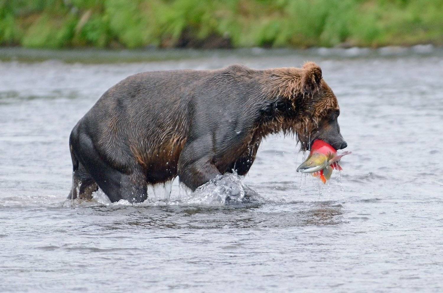 , Алексей Тищенко