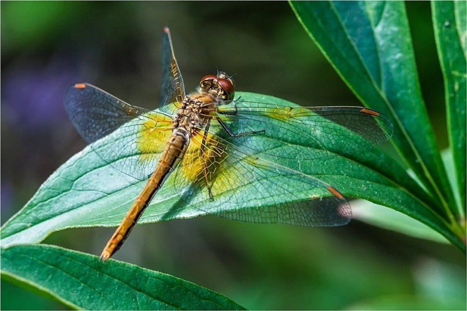 , Uncle_Vova (Владимир Веснин)