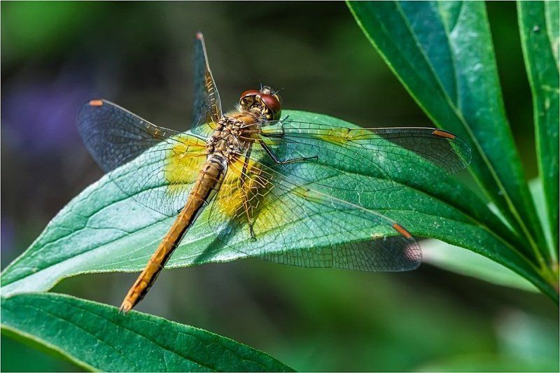 Устройство стрекозы фото превью