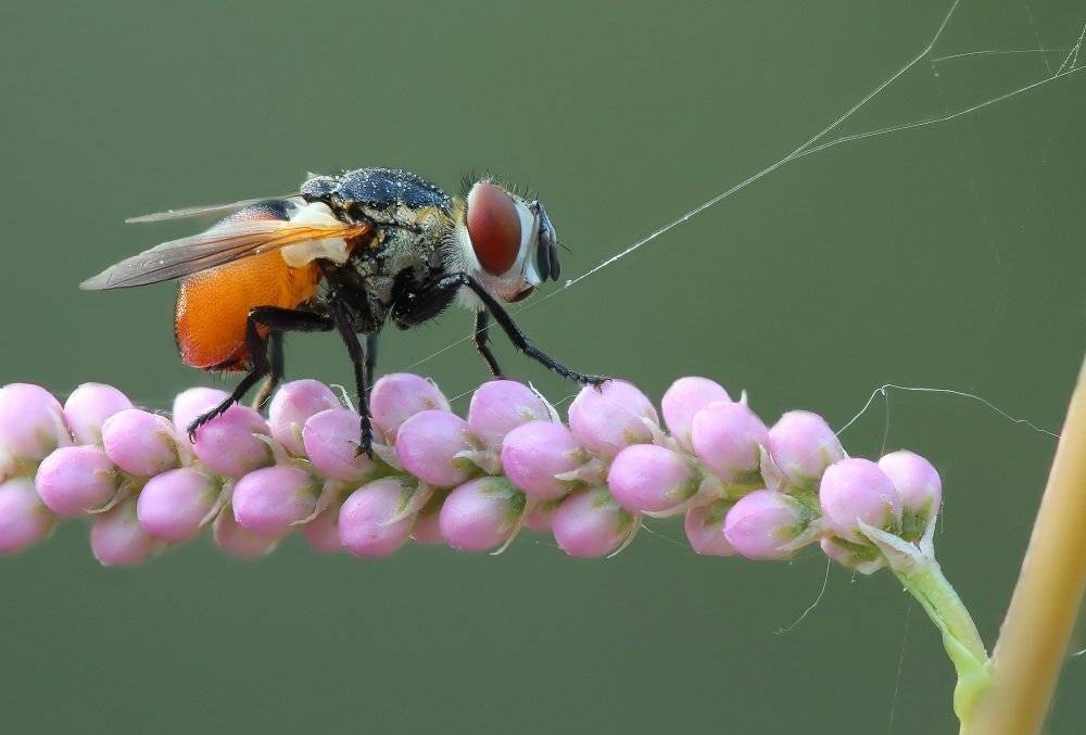 , Александр