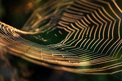 Паутина на рассвете