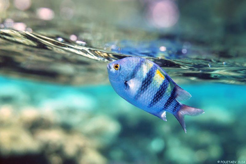 ... фото превью