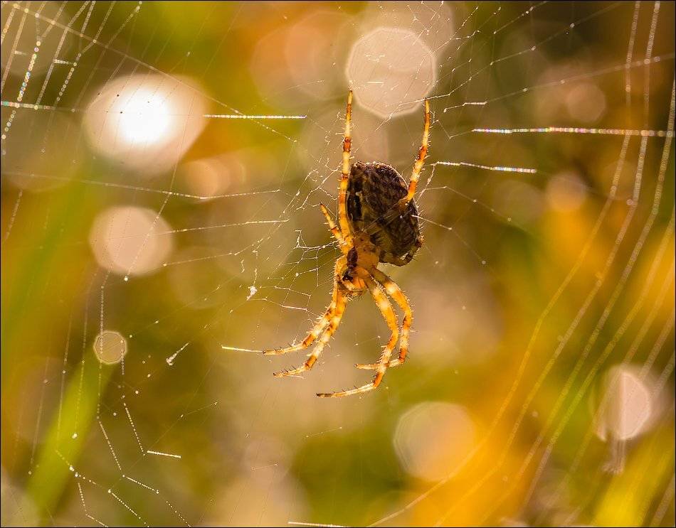 , Бурлов Андрей