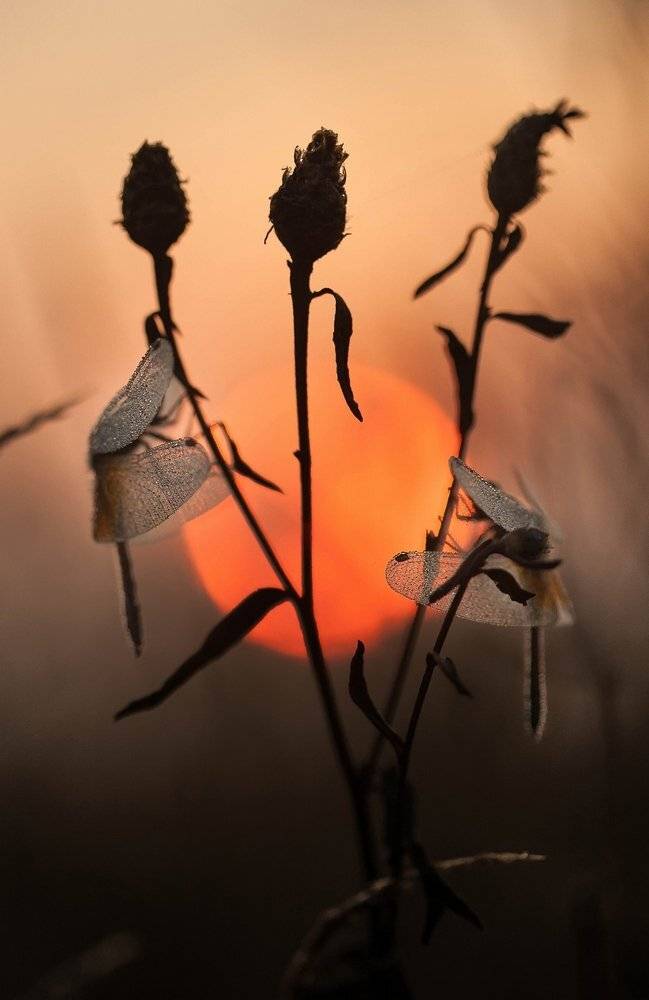 , Александр Чибиркин