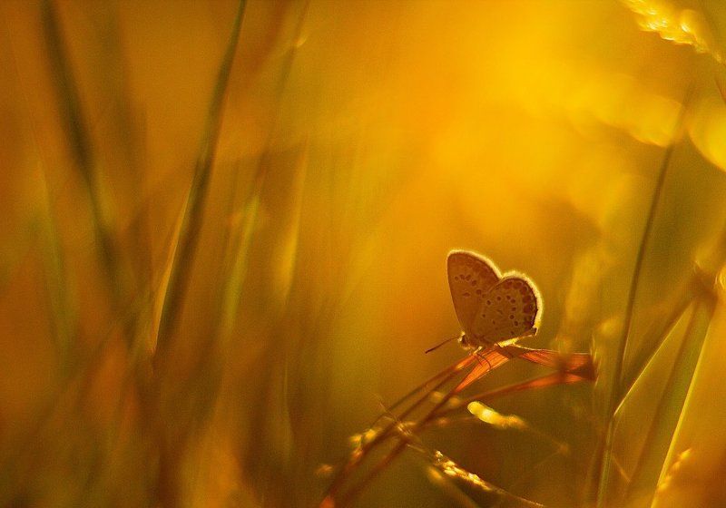 Golden butterfly фото превью