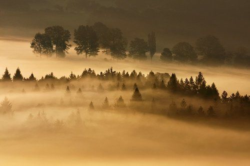 Trees in the mist